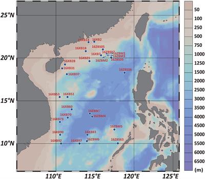 Diversity and Distribution of Uncultured and Cultured Gaiellales and Rubrobacterales in South China Sea Sediments